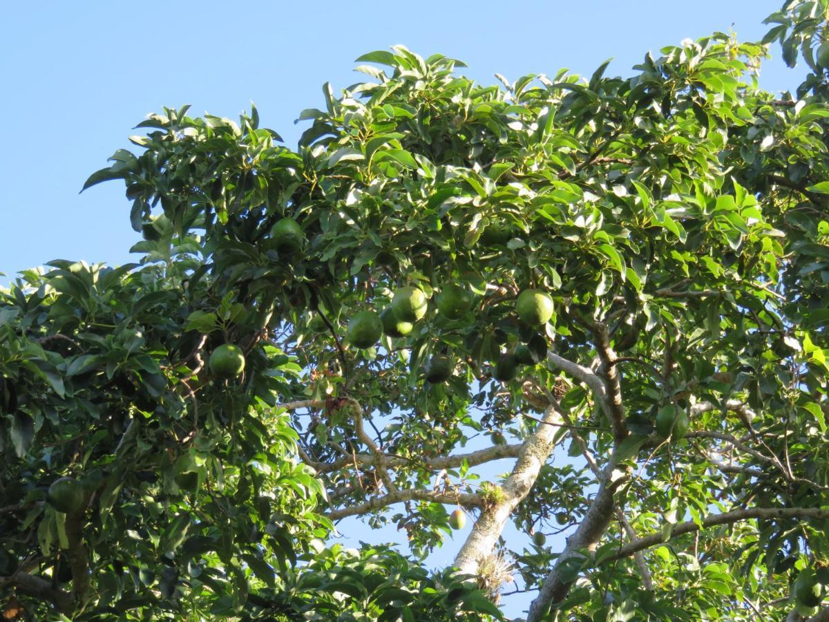 Pousada Biso Finoca Ibiraquera Imbituba  Exterior foto